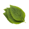 urbanism-ingredient-Perilla Ocymoides