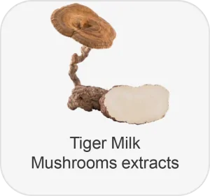 tiger milk mushroom extract