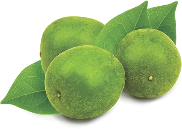 ACE-BREW-PDF-Monk Fruits -