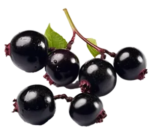 Black Elderberry