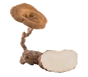 tiger milk mushroom extract
