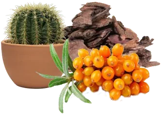 Triple Stem Cells(Cactus Stem Cells,Pine Bark Stem Cells & Seabuckthron Stem Cells)