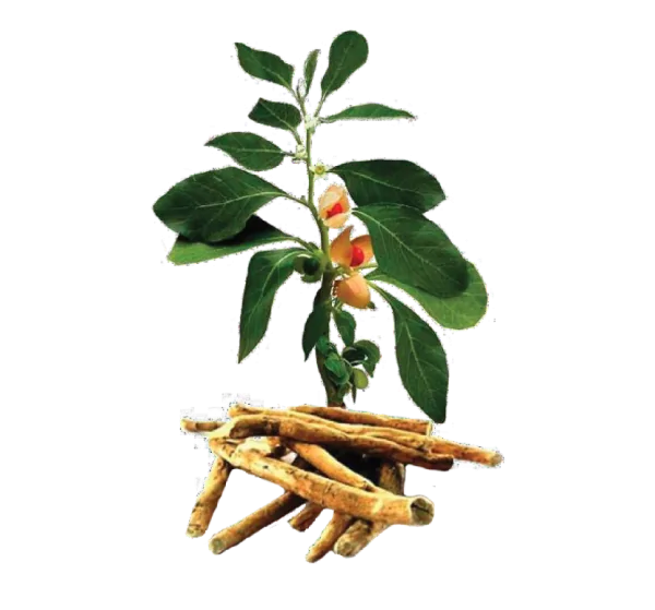 Ashwagandha Root