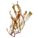 Brown Seaweed Extract