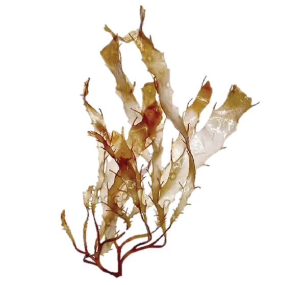 Brown Seaweed Extract