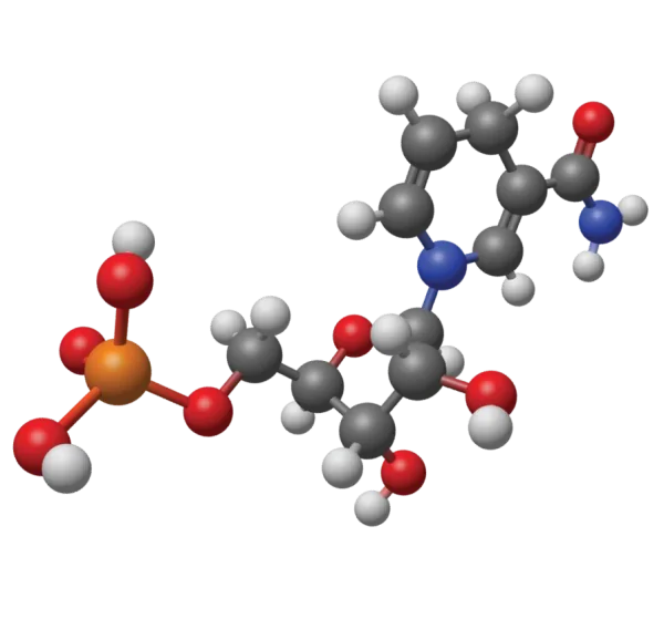Nicotinamide mononucleotide is a nucleotide derived from ribose, nicotinamide, nicotinamide riboside, and niacin.