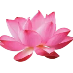 Lotus Germ Extract Rich in antioxidants and phytochemicals and is used in the cosmetic industry for its skin-soothing, anti-aging properties,  particularly for targeting fine lines and promoting a healthy complexion