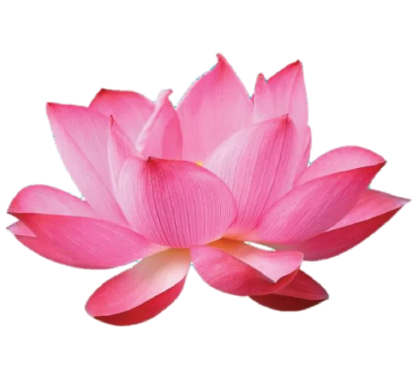 Lotus Germ Extract Rich in antioxidants and phytochemicals and is used in the cosmetic industry for its skin-soothing, anti-aging properties,  particularly for targeting fine lines and promoting a healthy complexion