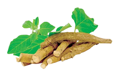 Ashwagandha extracts, derived from the Withania somnifera plant, are used in traditional Ayurvedic medicine and are often promoted for their potential to reduce stress, anxiety, and improve sleep, though more research is needed to confirm these benefits. 