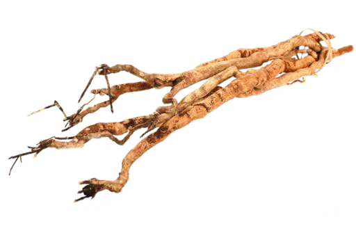 Tongkat Ali, also known as Longjack or Malaysian ginseng, is a Southeast Asian herb (Eurycoma longifolia) whose root extract is traditionally used for its potential aphrodisiac and testosterone-boosting properties, though more scientific evidence is needed to fully support these claims. 