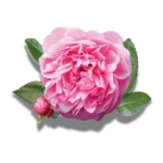 The polyphenols (flavonoids & phenolic acids) in  Bulgarian Rose are potent antioxidants that prevent free-radical cell damage. 