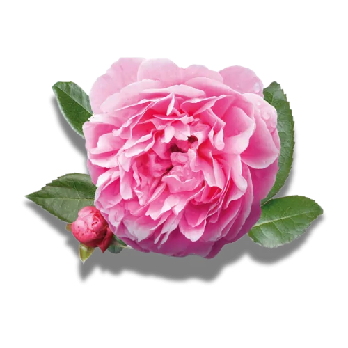 The polyphenols (flavonoids & phenolic acids) in  Bulgarian Rose are potent antioxidants that prevent free-radical cell damage. 