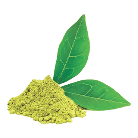 urbanism-ingredient-Gymnema Sylvestre