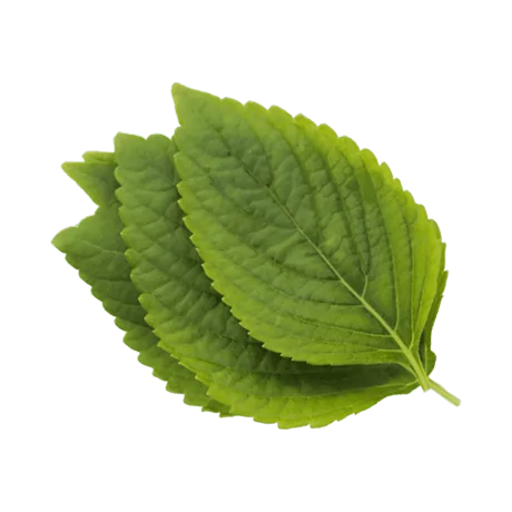 urbanism-ingredient-Perilla Ocymoides