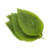urbanism-ingredient-Perilla Ocymoides